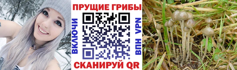 Купить где  Короча  Галлюциногенные грибы Cubensis 